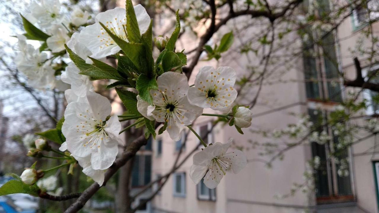 Gesztenyes Apartman Мішкольц Екстер'єр фото